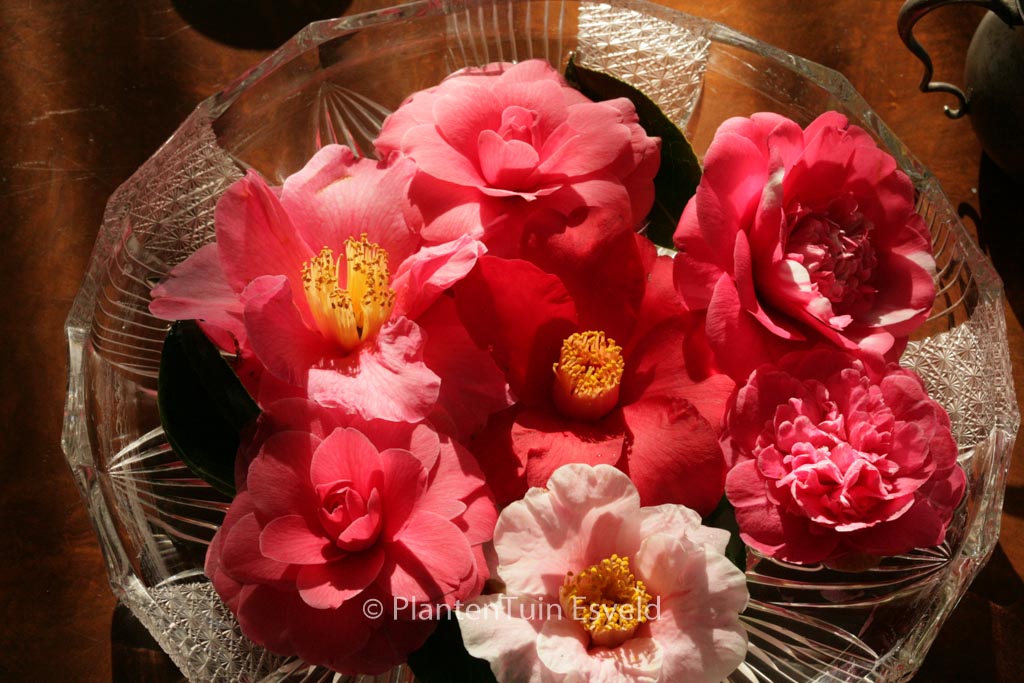 Camellia japonica