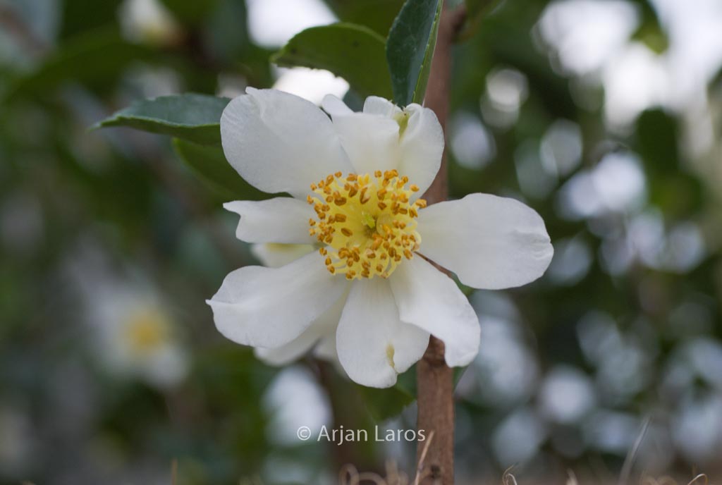 Camellia obtusifolia