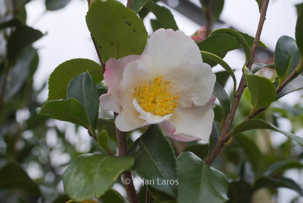 Camellia oleifera