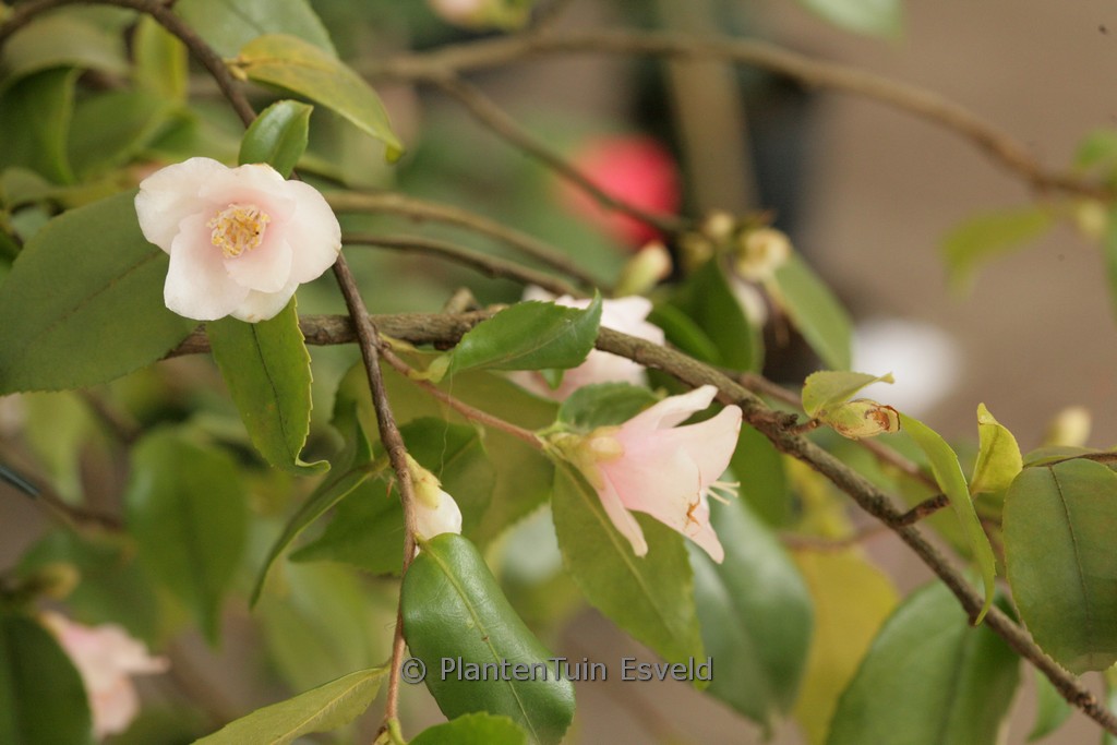 Camellia rosiflora ‘Roseaflora Cascade’