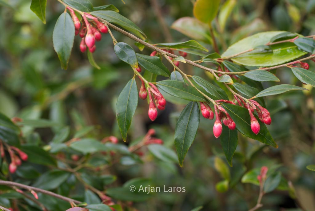 Camellia rosthorniana ‘Elina’ (CUPIDO)