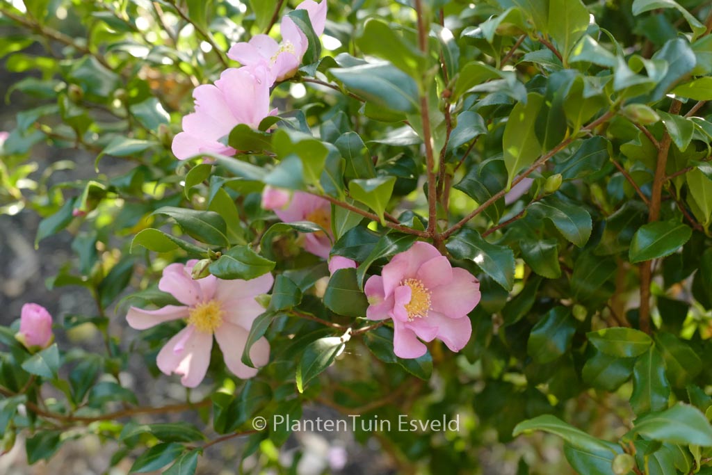 Camellia sasanqua ‘Cleopatra’