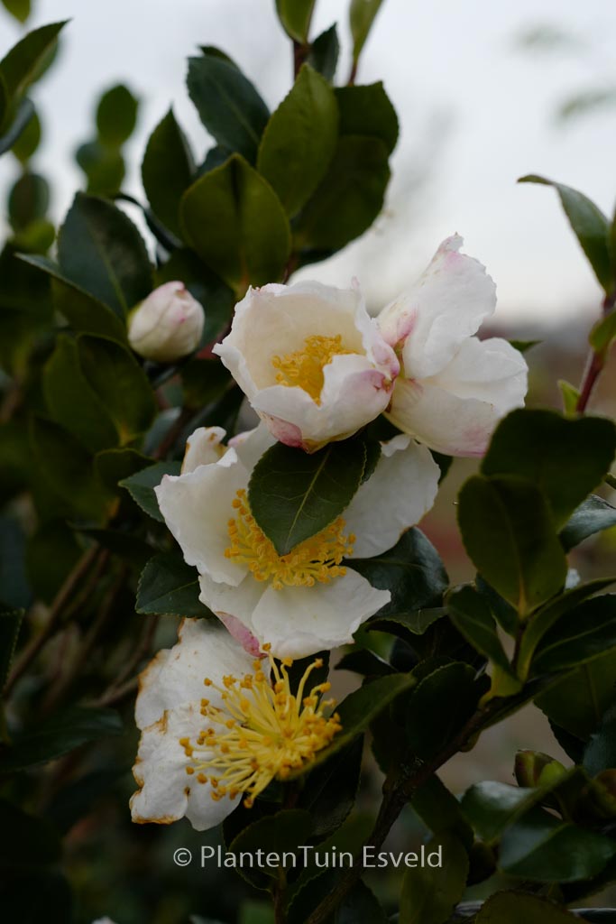 Camellia sasanqua ‘Daydream’