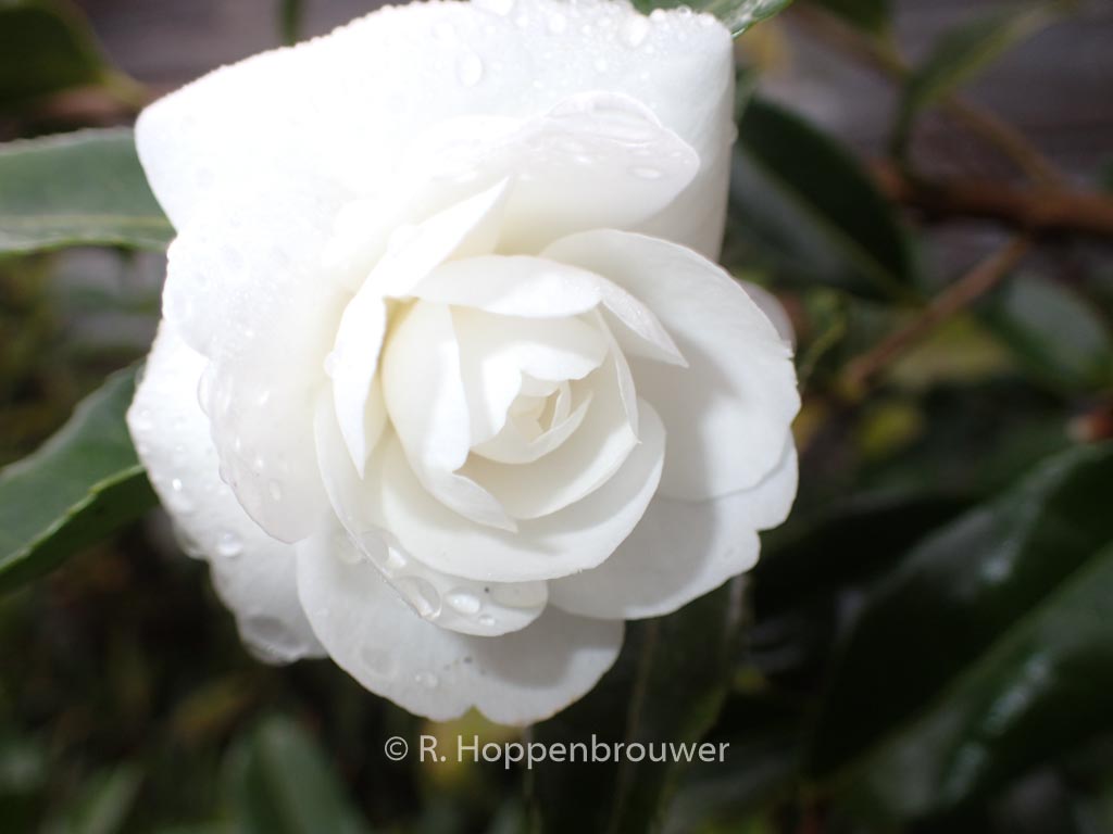 Camellia sasanqua ‘Early Pearly’