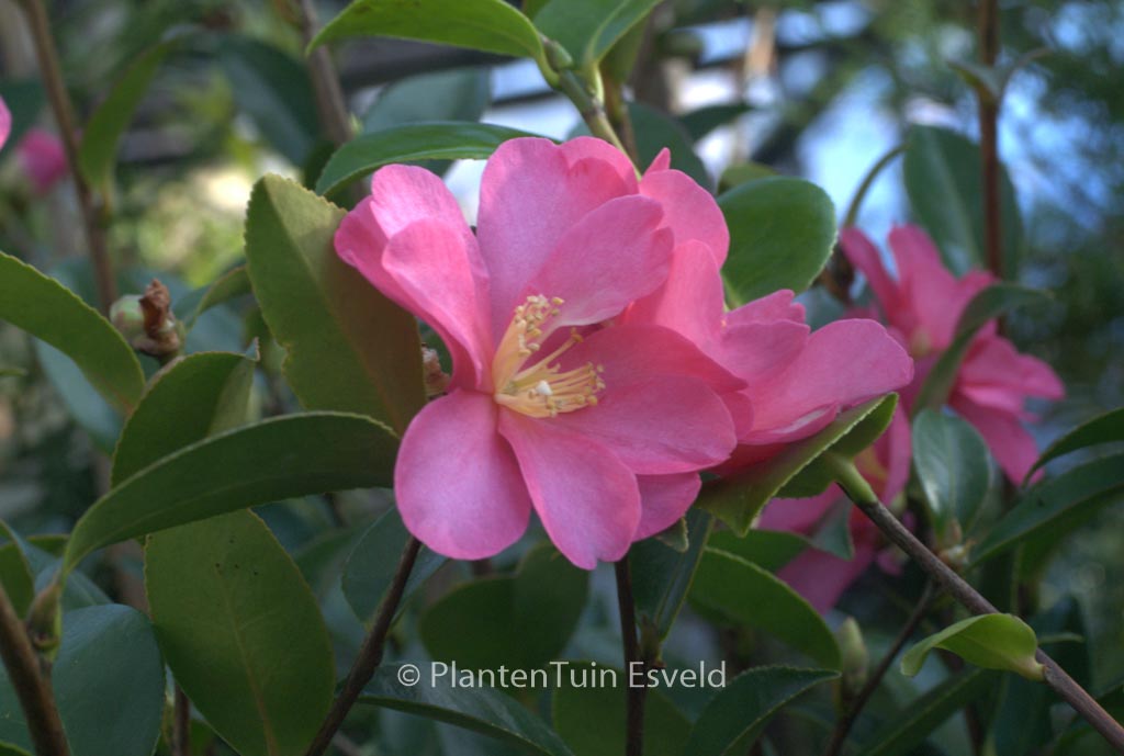 Camellia sasanqua ‘Hiryu’