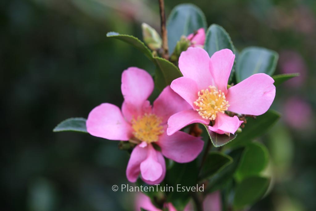 Camellia sasanqua ‘Hugh Evans’