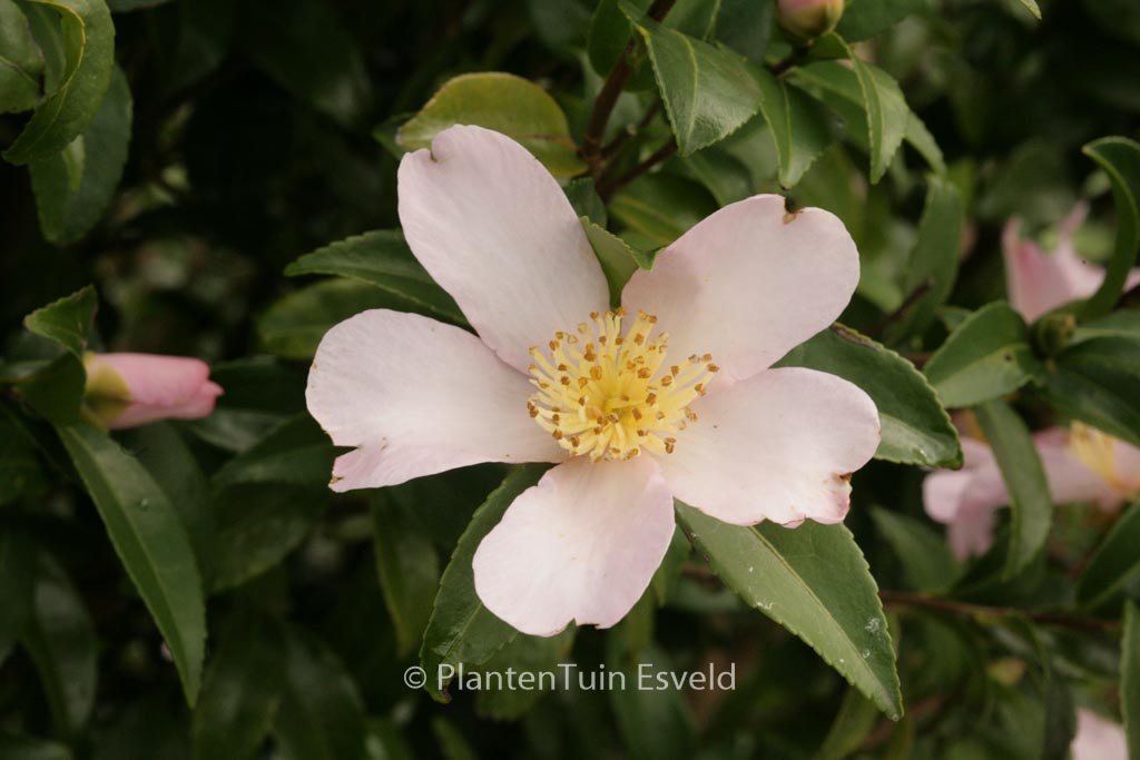 Camellia sasanqua ‘Maiden’s Blush’