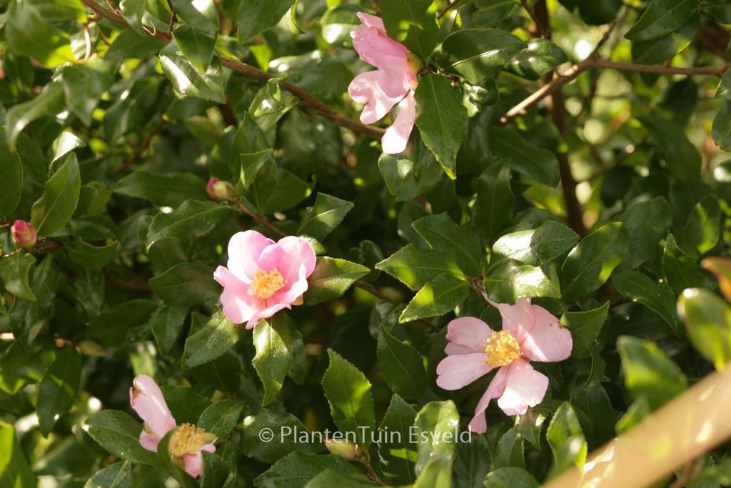 Camellia sasanqua ‘New Dawn’