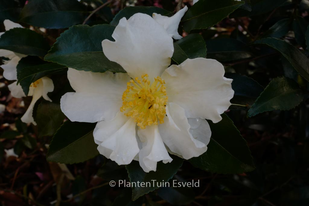 Camellia sasanqua ‘Orcival’