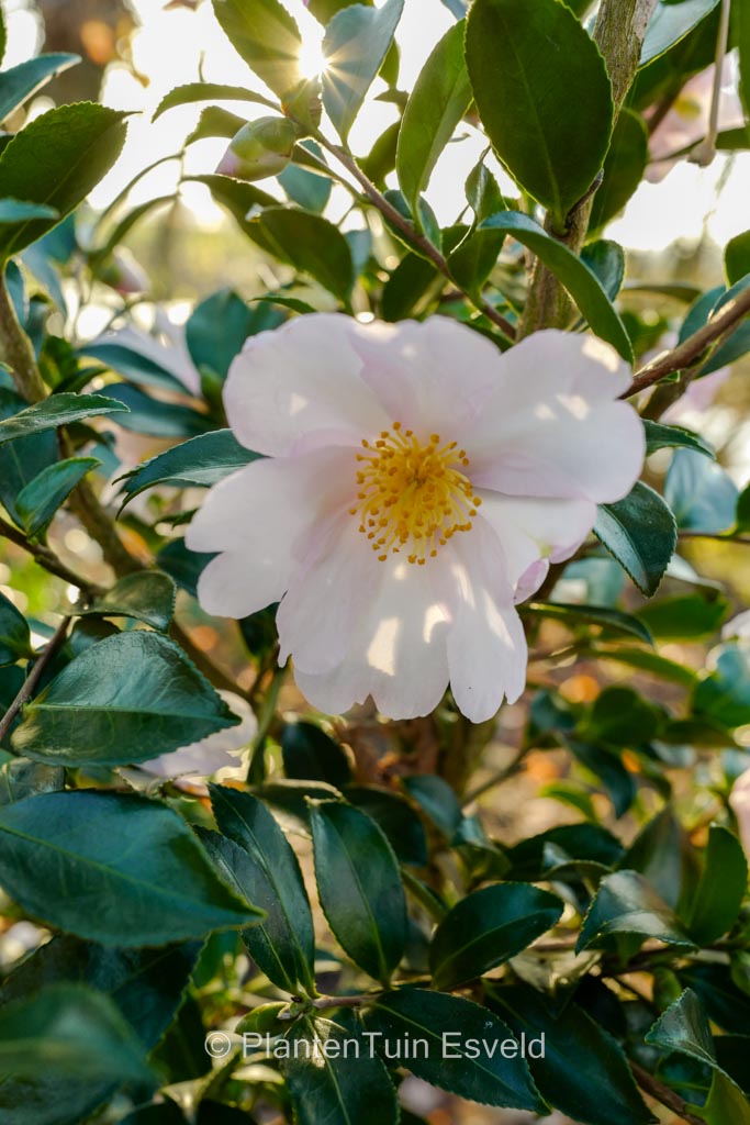 Camellia sasanqua ‘Papaver’