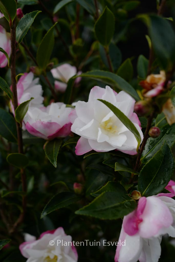 Camellia sasanqua ‘Paradise Blush’
