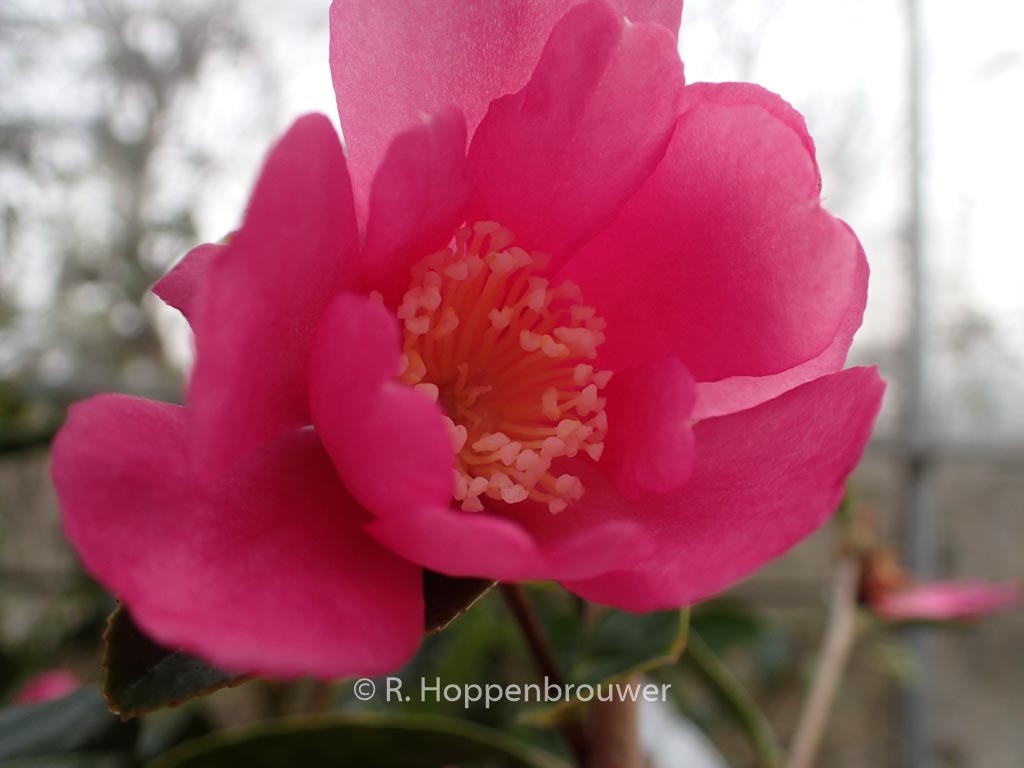 Camellia sasanqua ‘Paradise Glow’