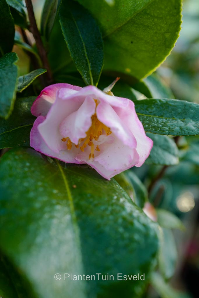 Camellia sasanqua ‘Paradise Jennifer’