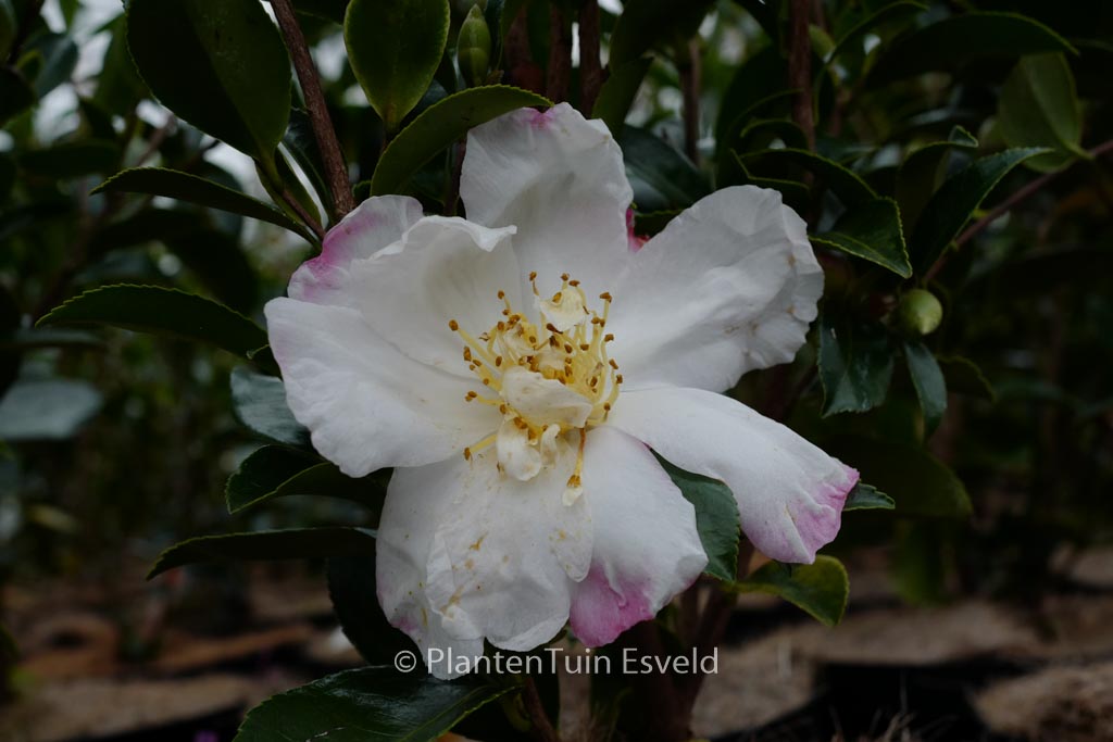 Camellia sasanqua ‘Paradise Venessa’