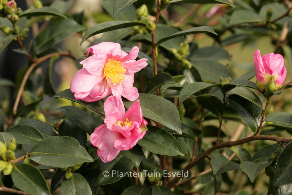 Camellia sasanqua ‘Plantation Pink’