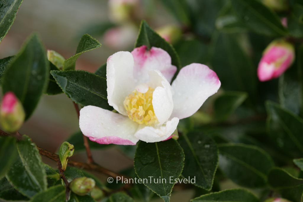 Camellia sasanqua ‘Rainbow’