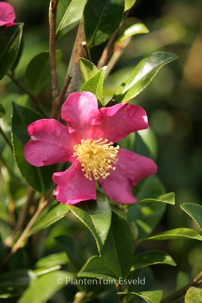 Camellia sasanqua ‘Rubra’