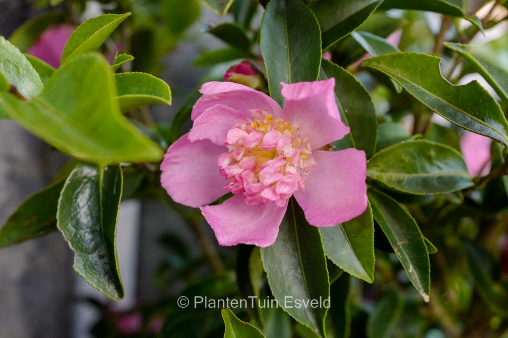 Camellia sasanqua ‘Shinonome’