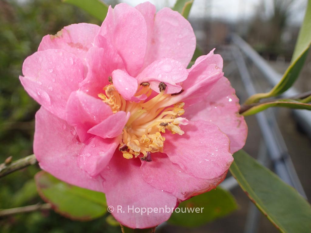 Camellia sasanqua ‘Showa-no-sakae’