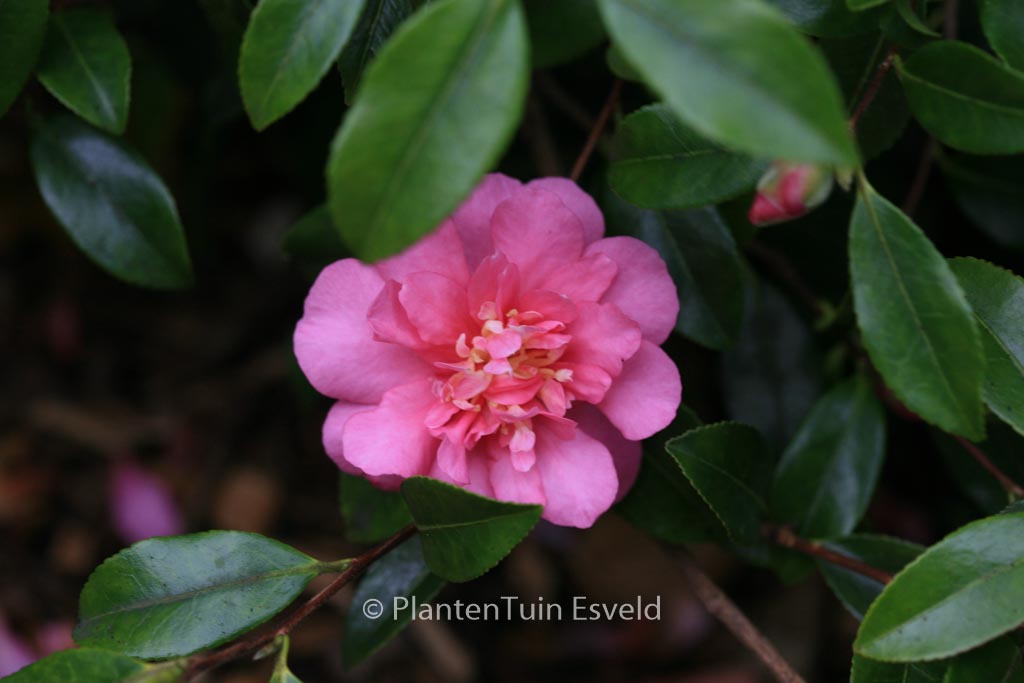 Camellia sasanqua ‘Sparkling Burgundy’