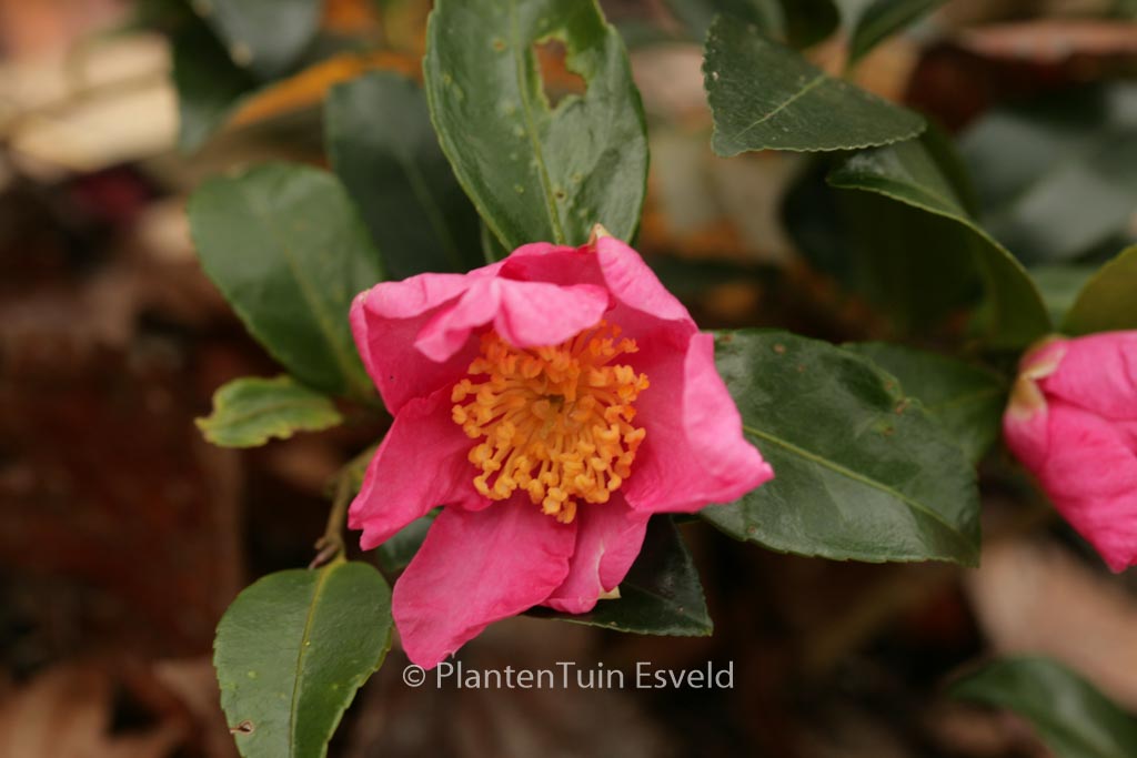 Camellia sasanqua ‘Vicomte de Noailles’
