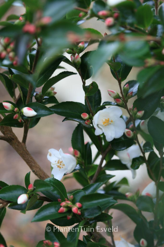 Camellia transnokoensis