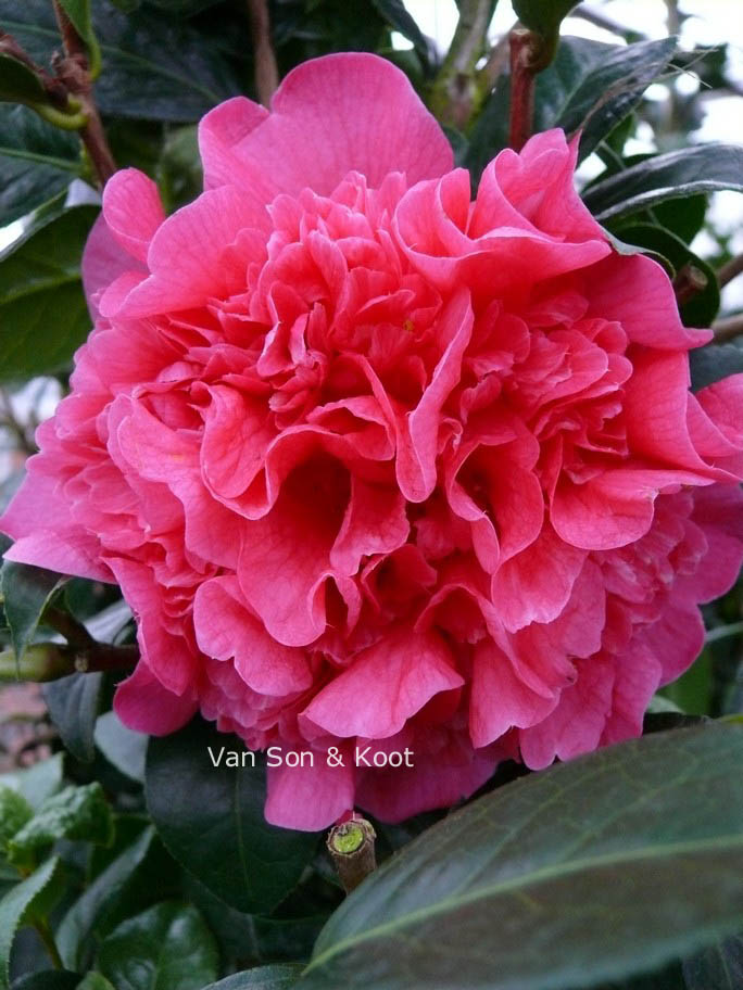 Camellia williamsii ‘Anticipation’