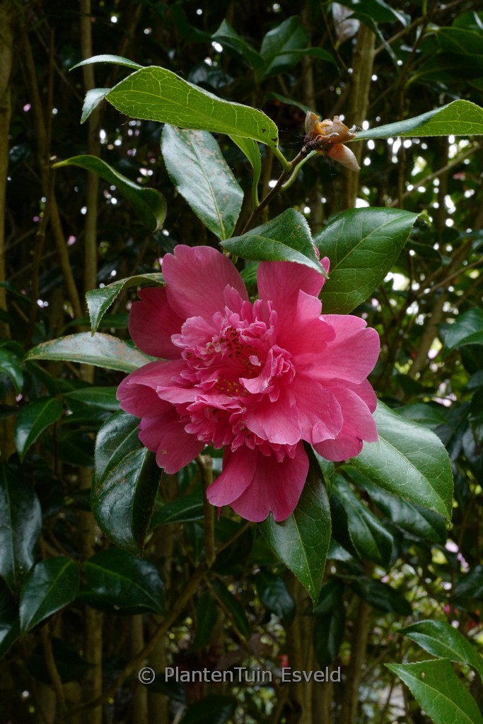 Camellia williamsii ‘Ballet Queen’