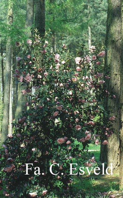 Camellia williamsii ‘Donation’