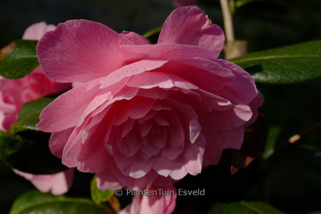 Camellia williamsii ‘Dreamboat’