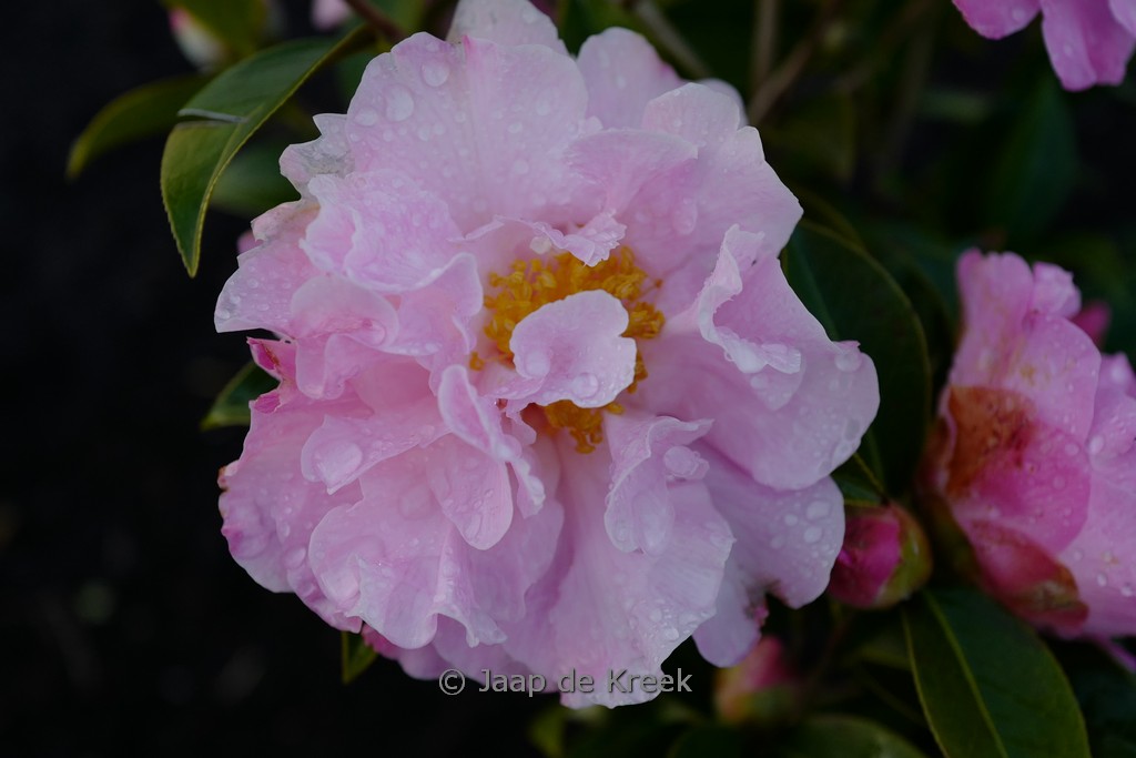 Camellia williamsii ‘Free Style’
