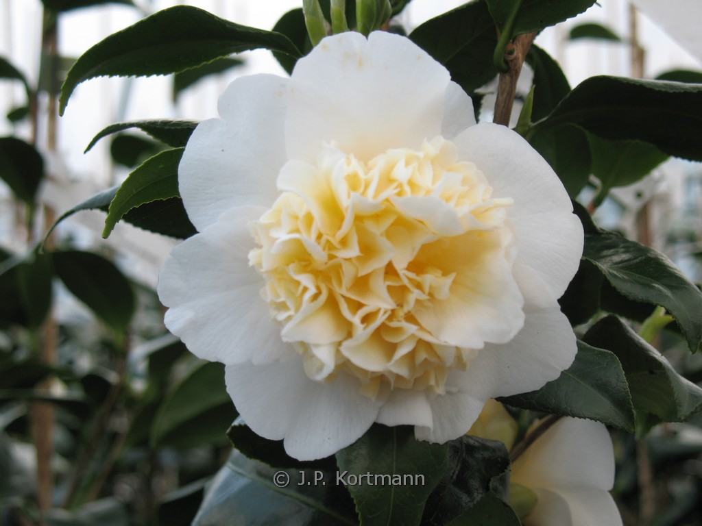 Camellia williamsii ‘Jury’s Yellow’
