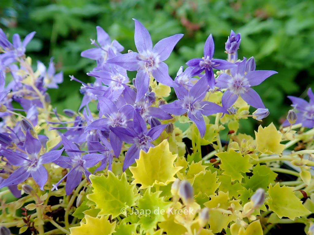 Campanula ‘Dickson’s Gold’