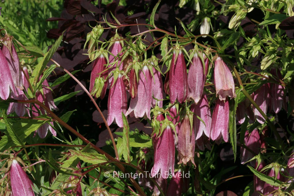 Campanula ‘Elizabeth’