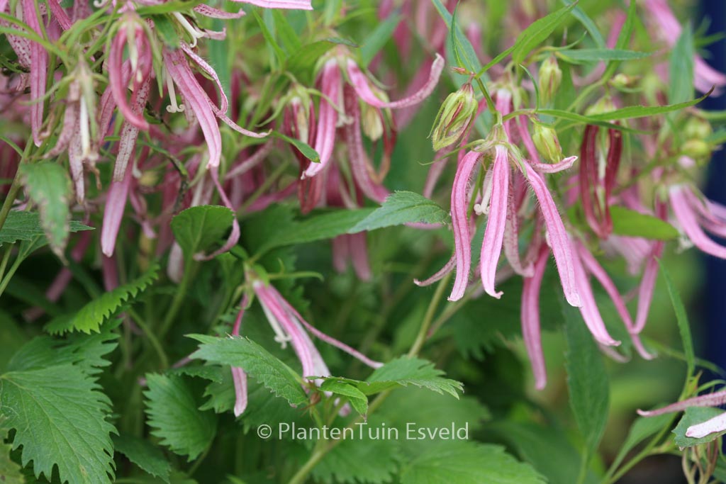 Campanula ‘Pink Octopus’