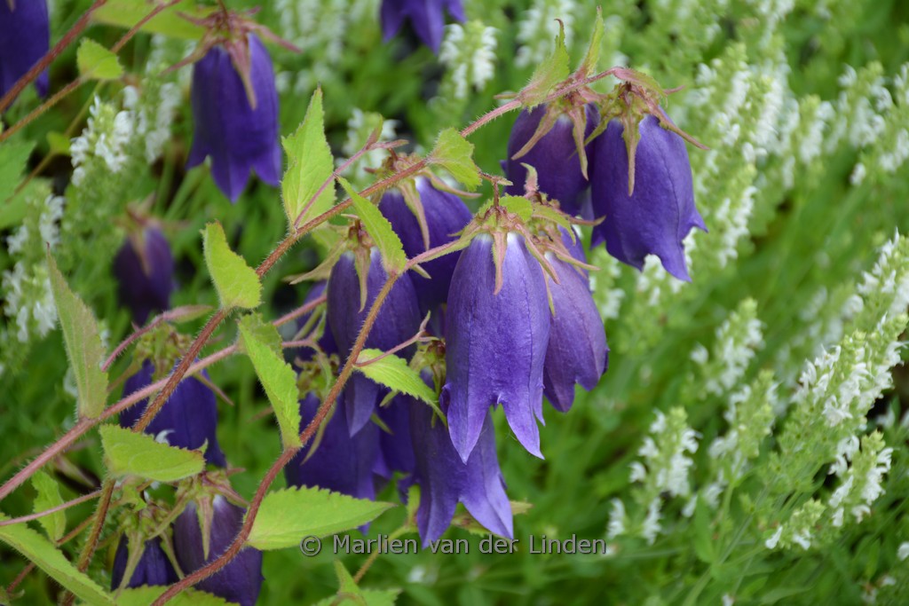 Campanula ‘Purple Sensation’