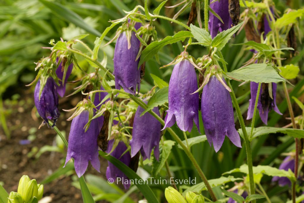 Campanula ‘Sarastro’