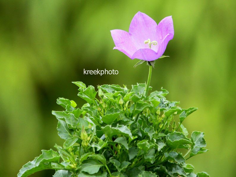 Campanula carpatica ‘Blaue Clips’