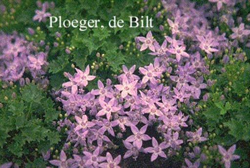 Campanula garganica ‘Erinus Major’