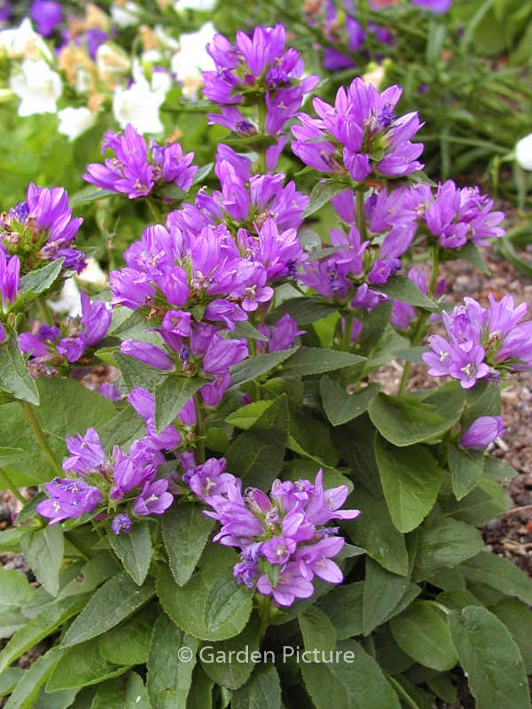 Campanula glomerata ‘Acaulis’