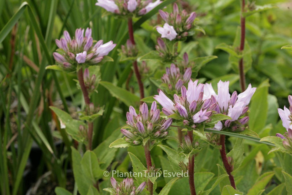 Campanula glomerata ‘Emerald’