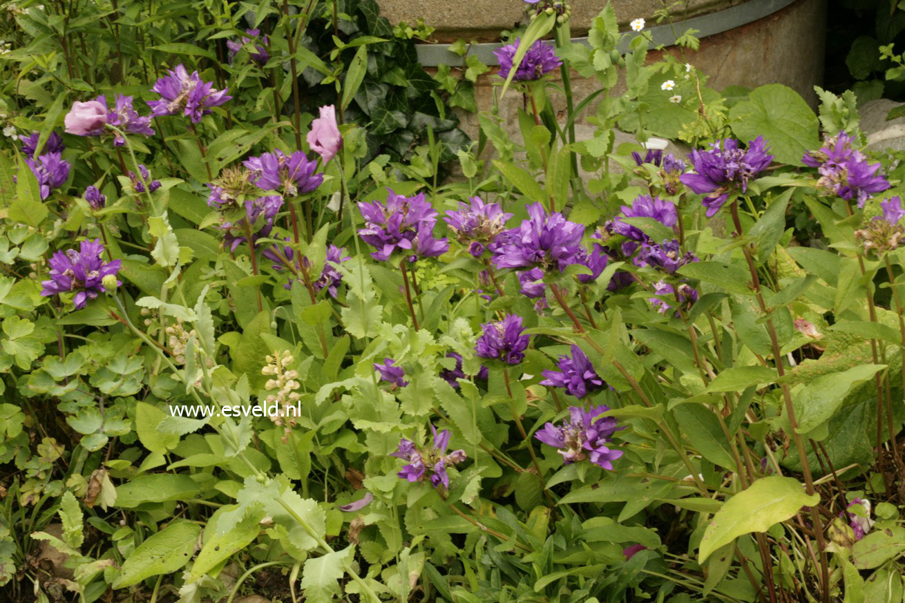 Campanula glomerata ‘Superba’