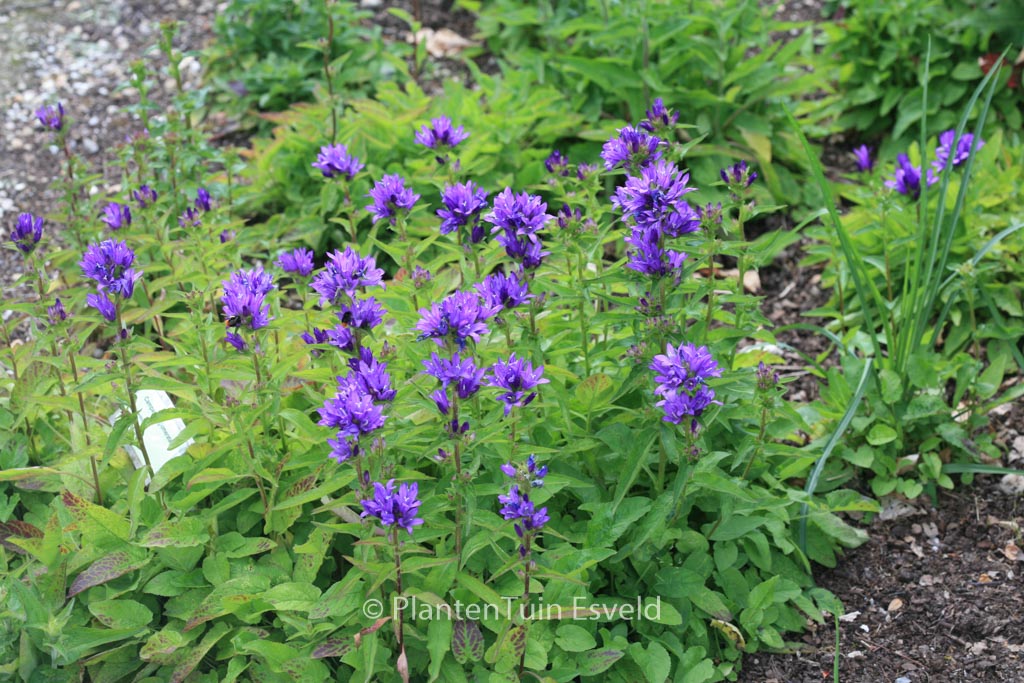 Campanula glomerata