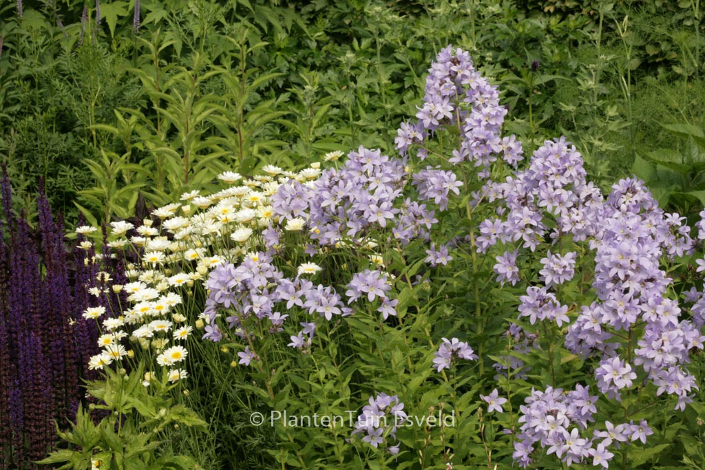 Campanula lactiflora ‘Prichard’s Variety’