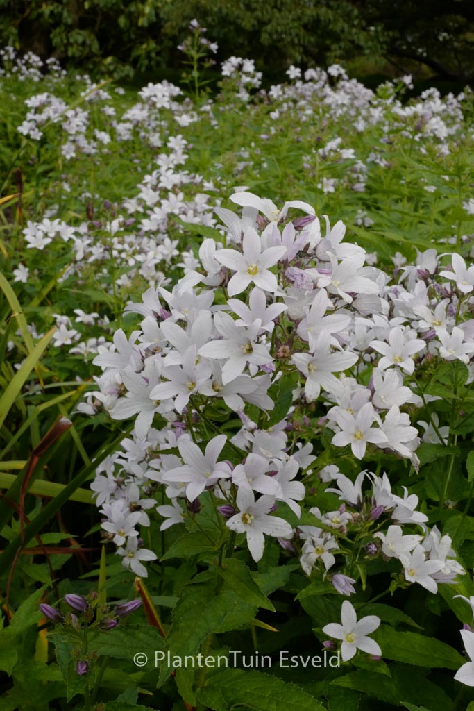 Campanula lactiflora