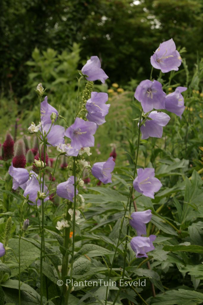Campanula persicifolia ‘Coerulea’