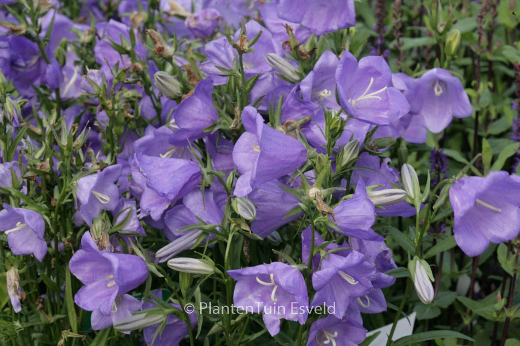 Campanula persicifolia ‘Takion Blue’