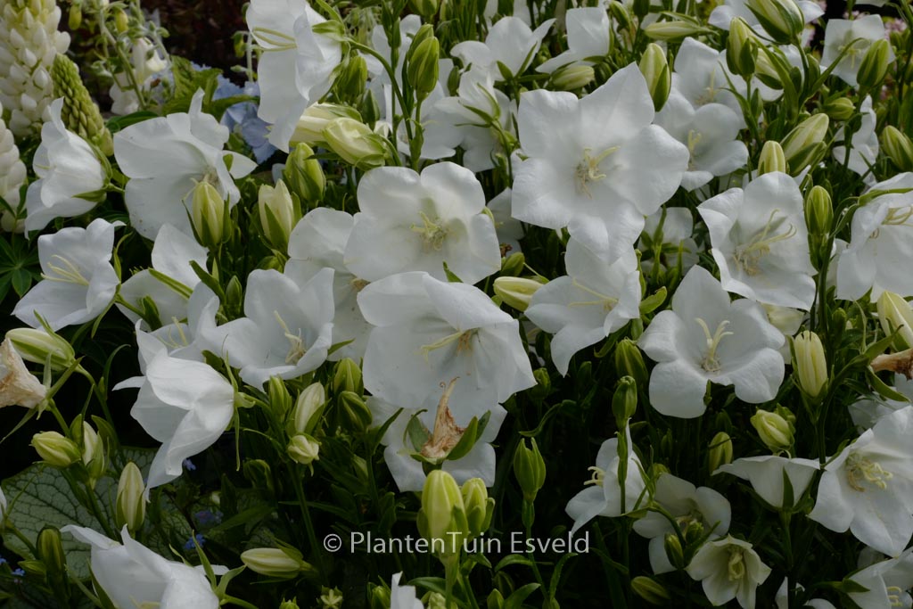Campanula persicifolia ‘Takion White’
