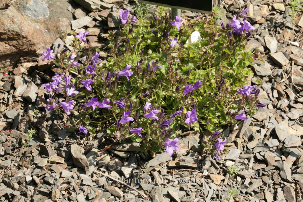Campanula portenschlagiana ‘Catharina’