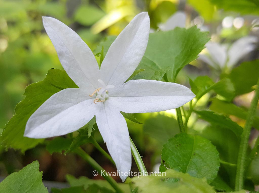 Campanula poscharskyana ‘E.H. Frost’